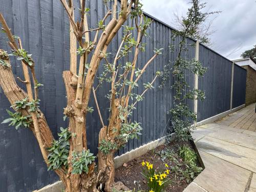 Garden fence — sprayed & restained — after